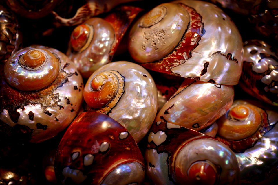Conchology Bead Jewelry Making Seashell