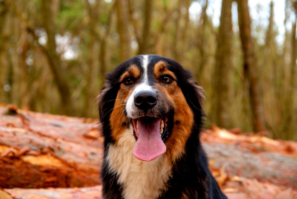 Dog Dog Breed Bernese Mountain Dog Dog Like Mammal