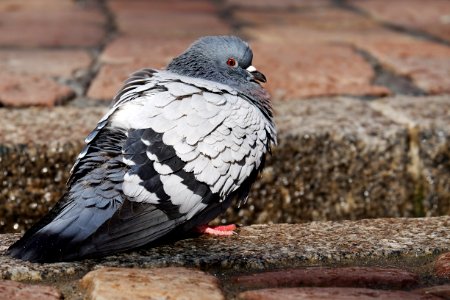 Bird Pigeons And Doves Fauna Beak
