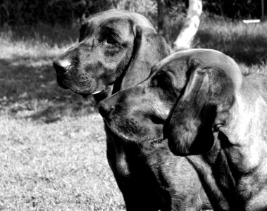 Black Dog Black And White Dog Like Mammal photo