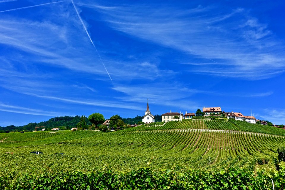 Sky Grassland Field Agriculture