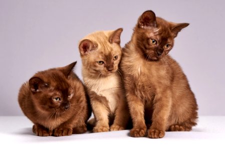 Cat Burmese Mammal Small To Medium Sized Cats