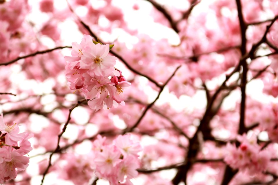 Blossom Flower Pink Cherry Blossom