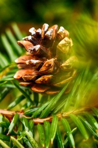 Plant Pine Family Tree Close Up