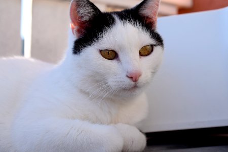 Cat White Face Whiskers photo