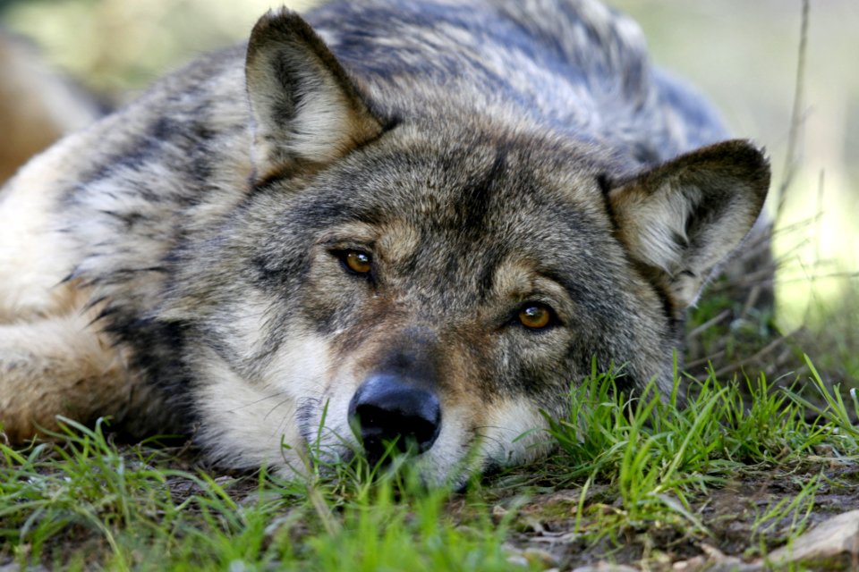 Wildlife Wolf Mammal Fauna