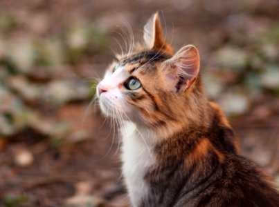 Cat Whiskers Fauna Mammal photo