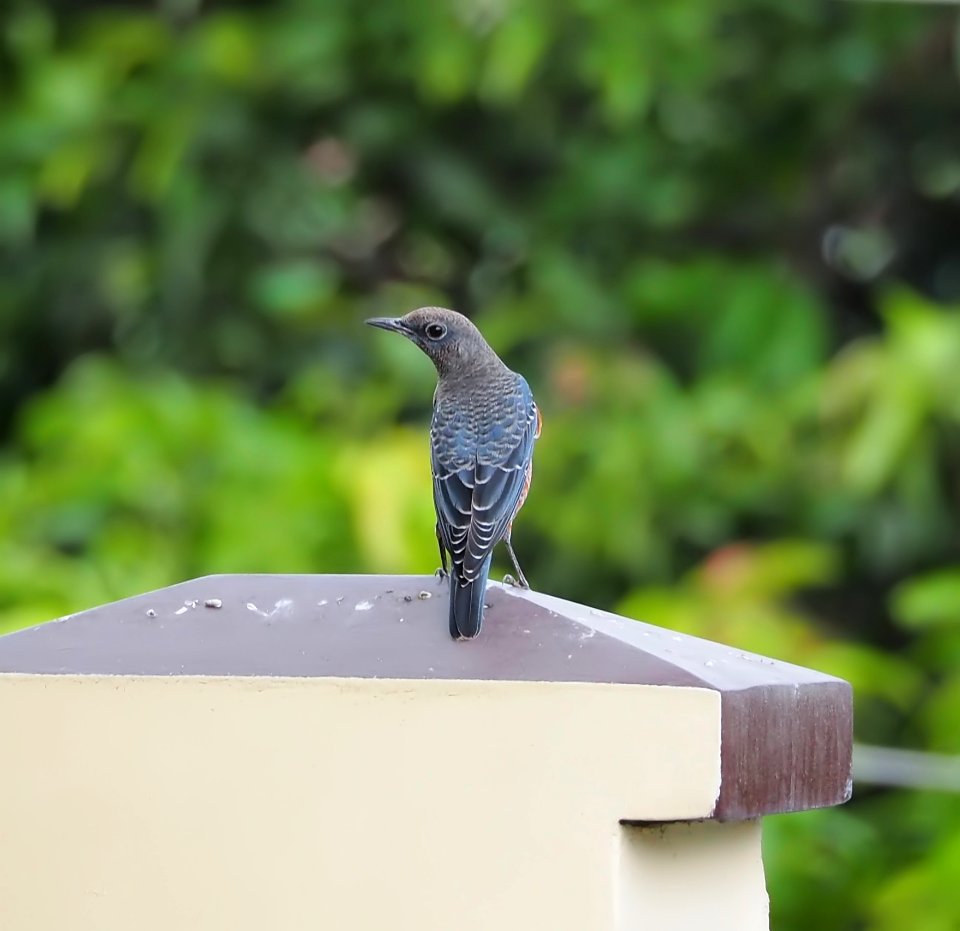 Bird Fauna Beak Wildlife