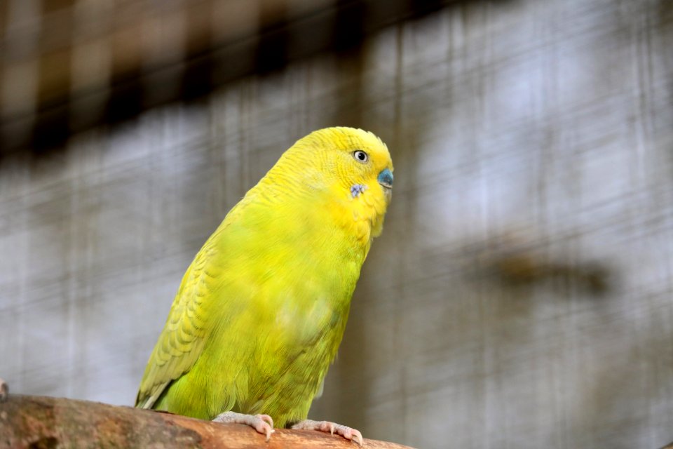 Bird Common Pet Parakeet Parakeet Parrot photo