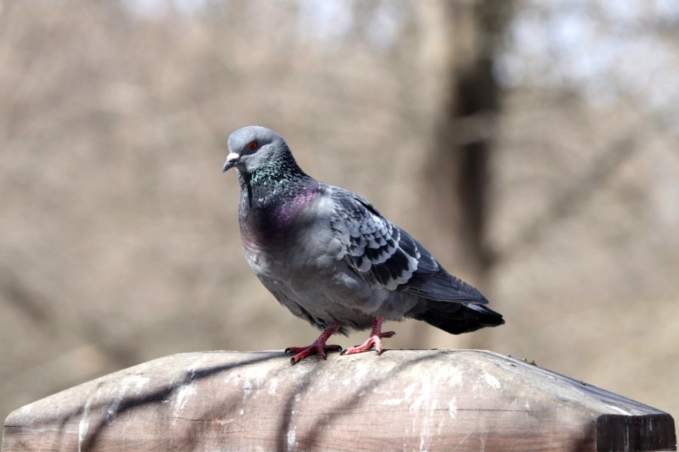 Bird Fauna Pigeons And Doves Beak photo