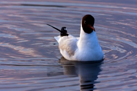 Bird Seabird Fauna Water Bird