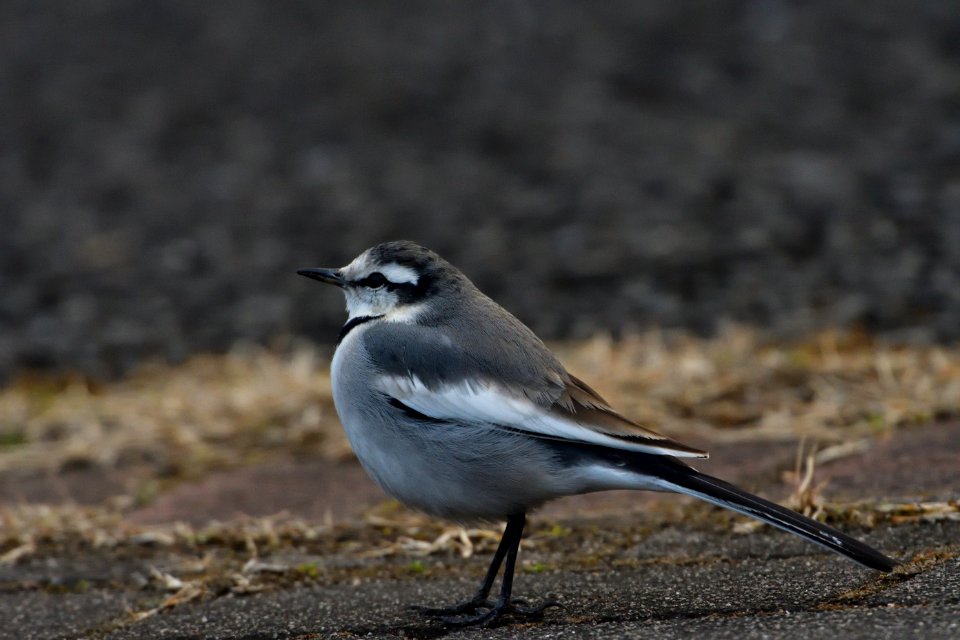 Bird Fauna Beak Wildlife