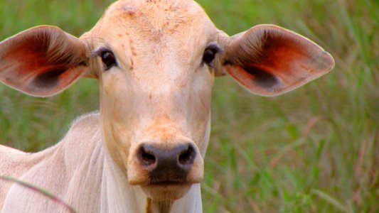 Cattle Like Mammal Horn Grazing Terrestrial Animal photo