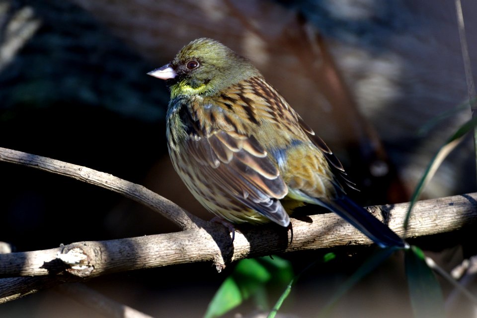 Bird Beak Fauna Finch
