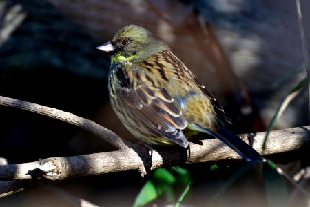 Bird Beak Fauna Finch photo