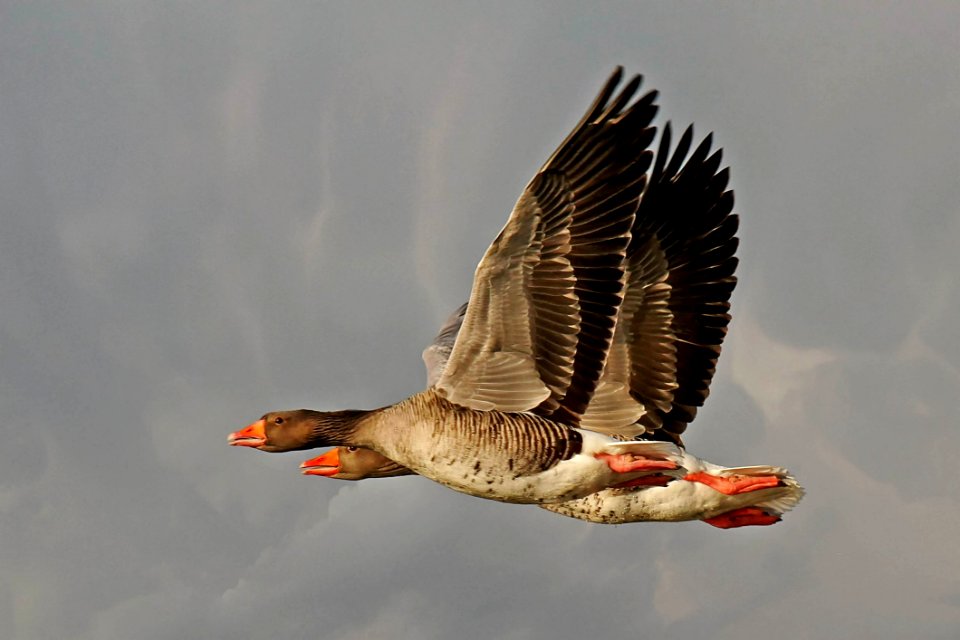 Bird Water Bird Fauna Ducks Geese And Swans
