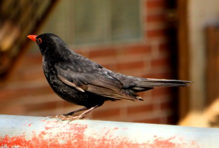Bird Fauna Beak Blackbird