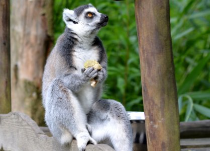 Lemur Mammal Fauna Primate