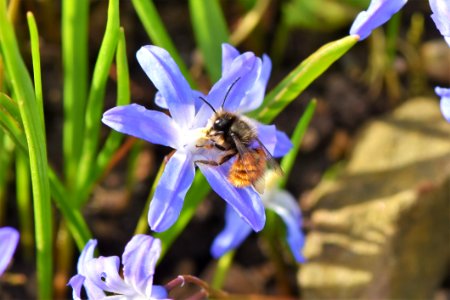 Bee Flora Honey Bee Flower photo