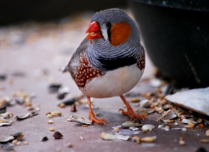 Bird Beak Fauna Finch photo