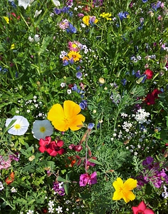 Flowers assorted flowers bees photo