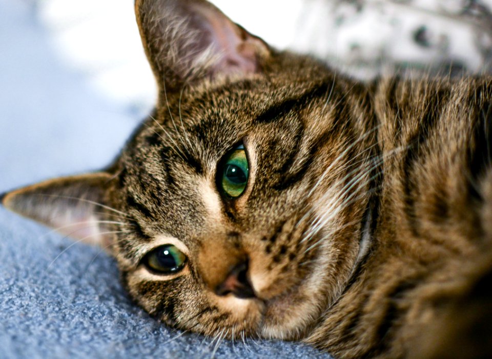 Cat Whiskers Dragon Li Fauna