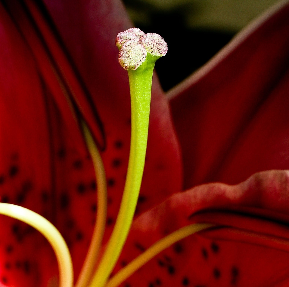 Flower blossom bloom