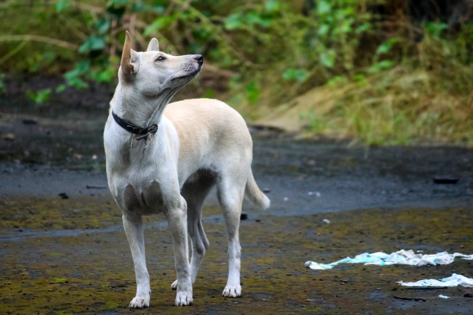 Dog Like Mammal Fauna Dog Breed Group Dog Breed