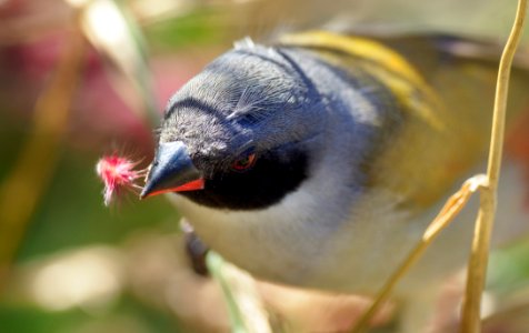 Bird Beak Fauna Close Up
