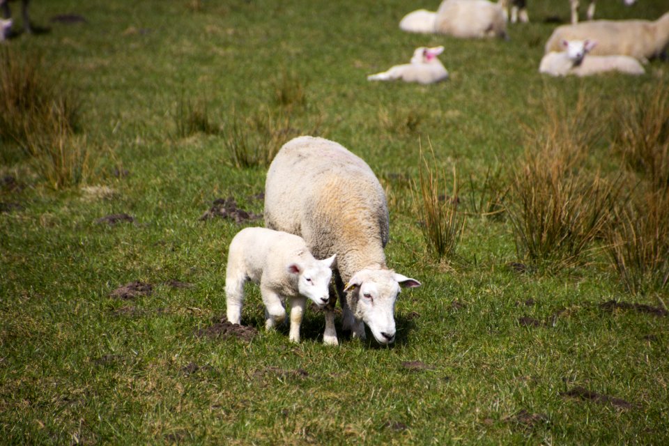 Pasture Grazing Grassland Sheep photo