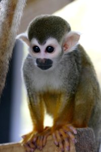 Squirrel Monkey Fauna Mammal Primate