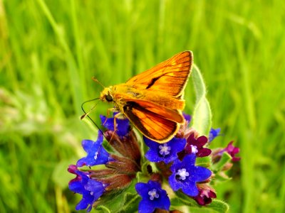 Butterfly Moths And Butterflies Insect Brush Footed Butterfly photo