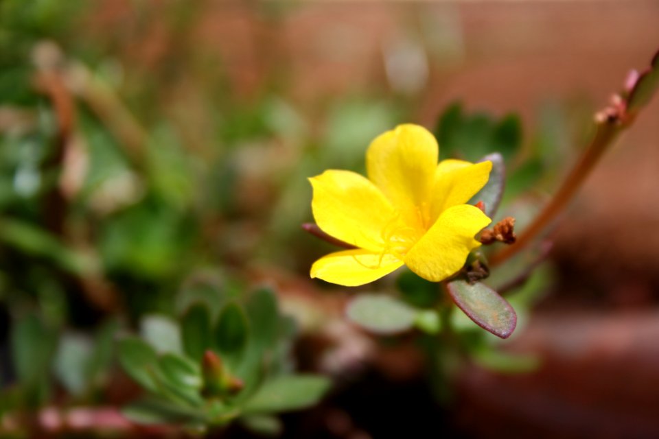 Flower Flora Yellow Wildflower
