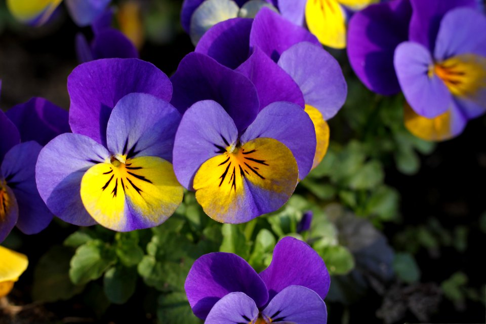 Flower Flowering Plant Plant Purple