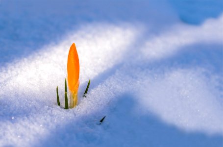 Snow Flower Sky Atmosphere Of Earth photo