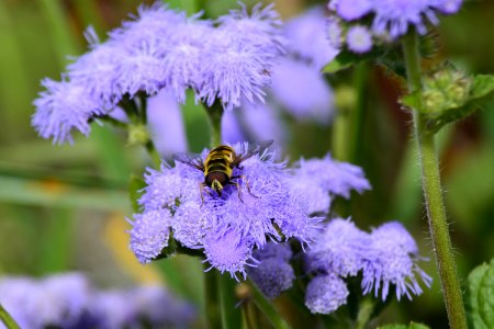 Honey Bee Flower Bee Purple photo