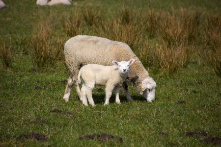 Sheep Pasture Grassland Grazing photo