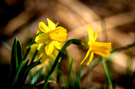 Flower Flora Yellow Plant
