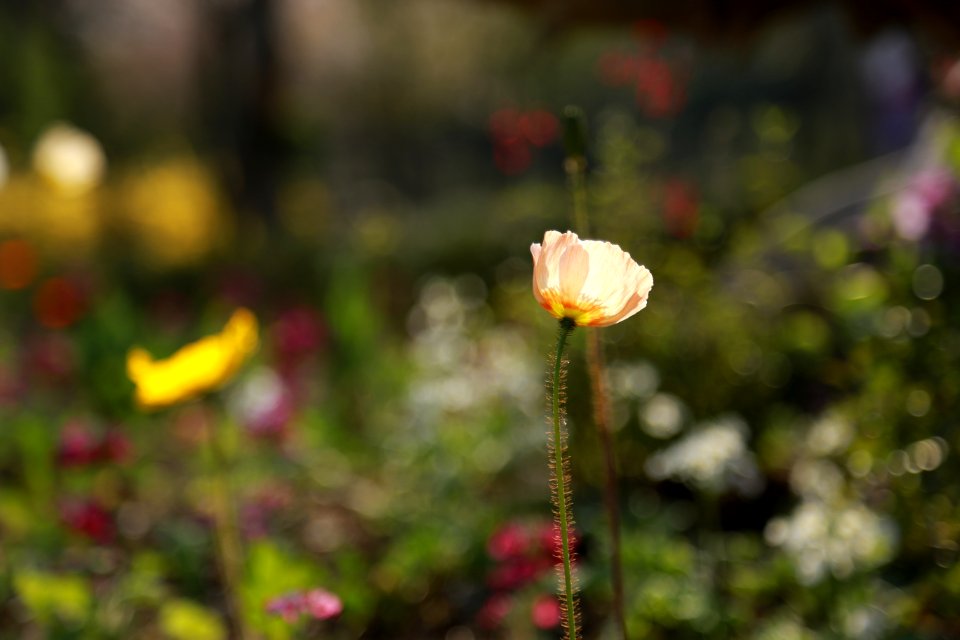 Flower Wildflower Yellow Flora
