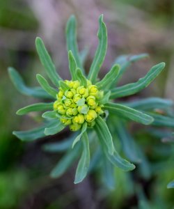 Flower Flora Plant Subshrub