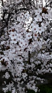 Plant Flower Blossom Spring