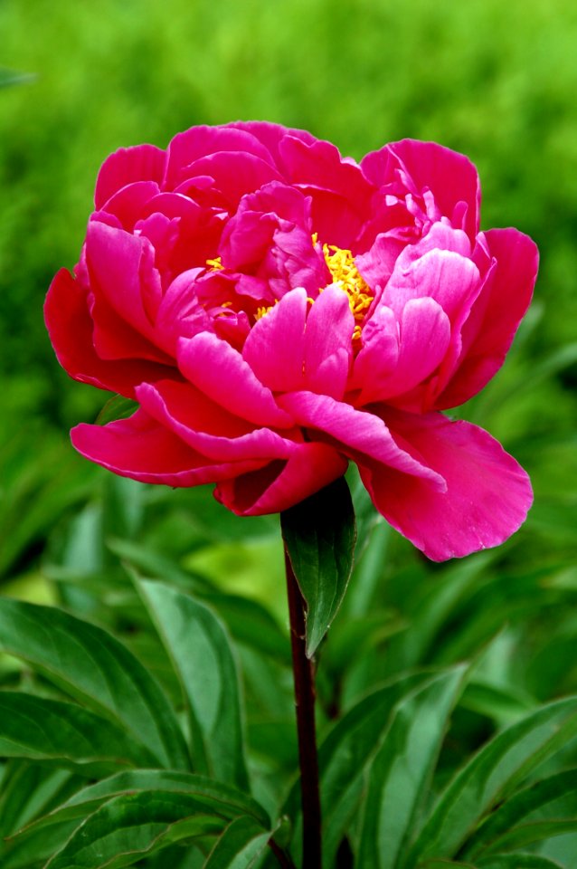 Flower Plant Peony Pink