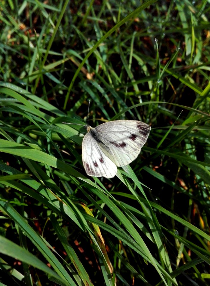 Butterfly Moths And Butterflies Insect Invertebrate