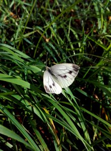Butterfly Moths And Butterflies Insect Invertebrate