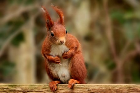 Squirrel Mammal Fauna Rodent photo