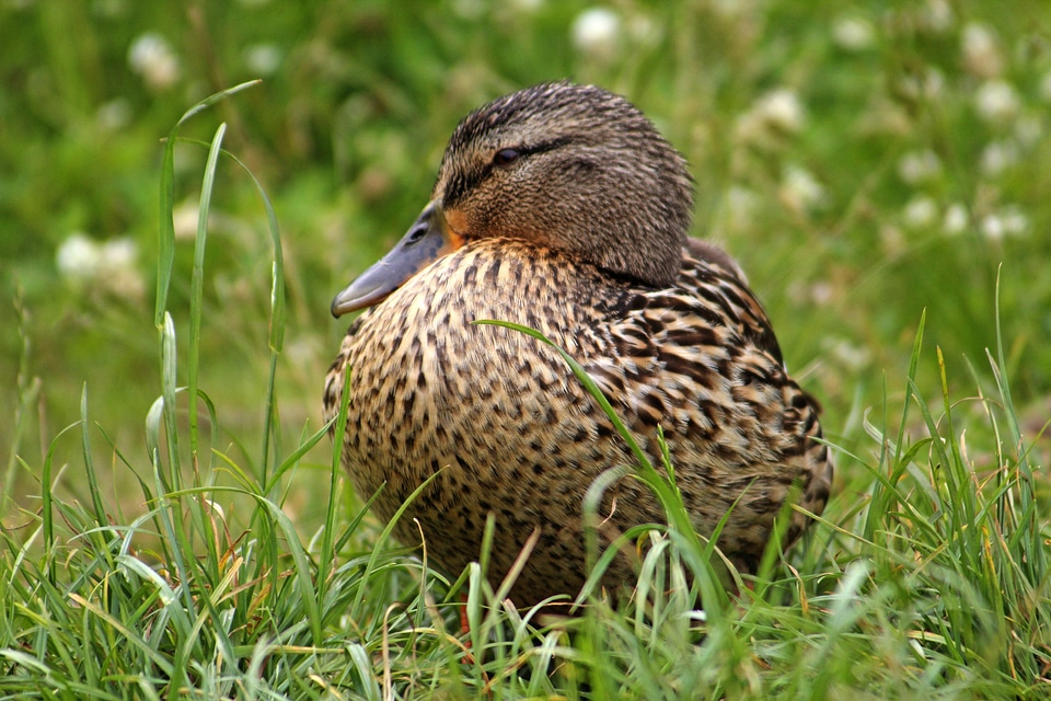 Nature animal duck bird