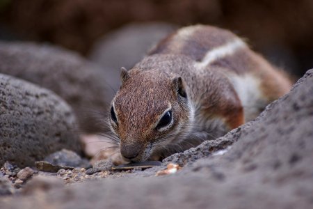 Squirrel Fauna Mammal Chipmunk photo