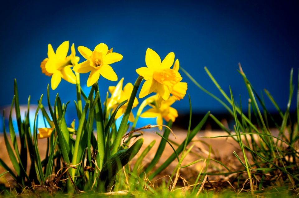 Flower Plant Flora Yellow