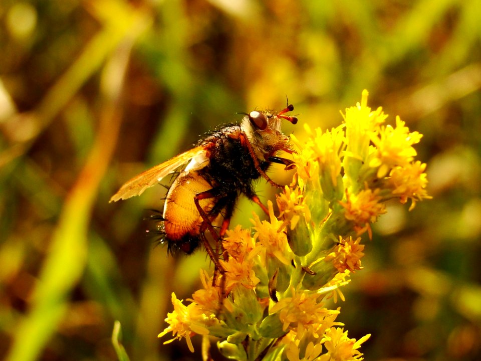 Insect Honey Bee Bee Nectar