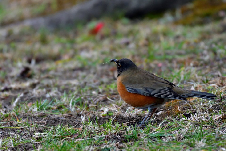 Bird Fauna Ecosystem Beak